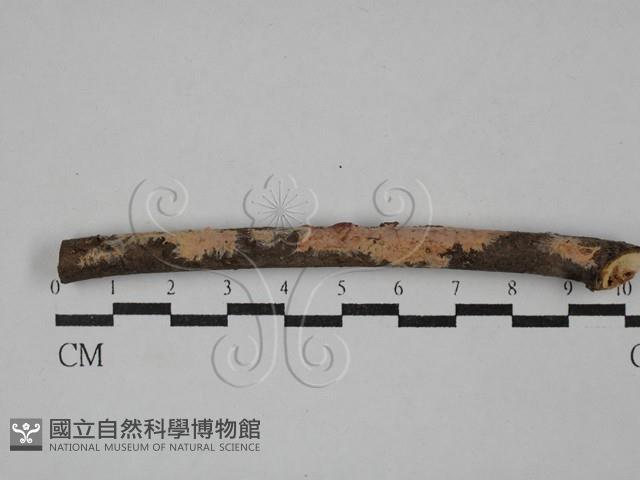 顯絲菌屬藏品圖，第1張