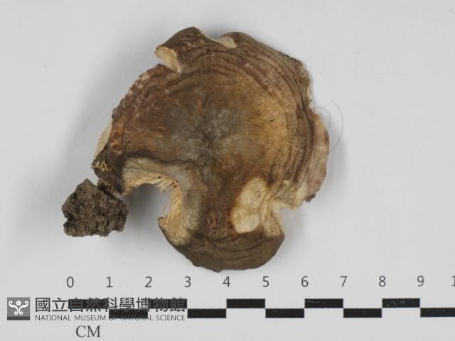 紅菇屬藏品圖，第1張