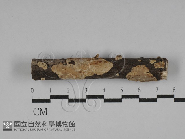 刺皮菌屬藏品圖，第1張