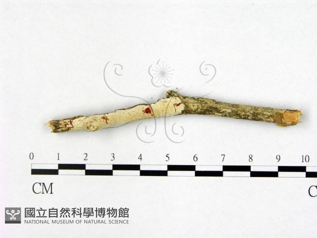 登錄號:F0008878藏品圖，第1張