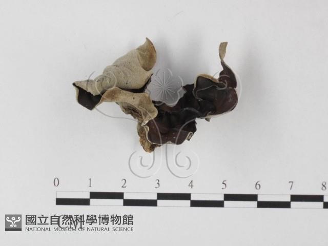 毛木耳藏品圖，第1張