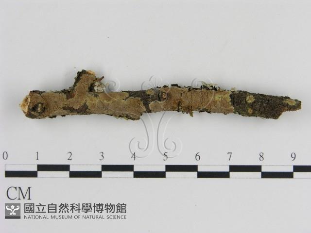 刺革菌屬藏品圖，第1張