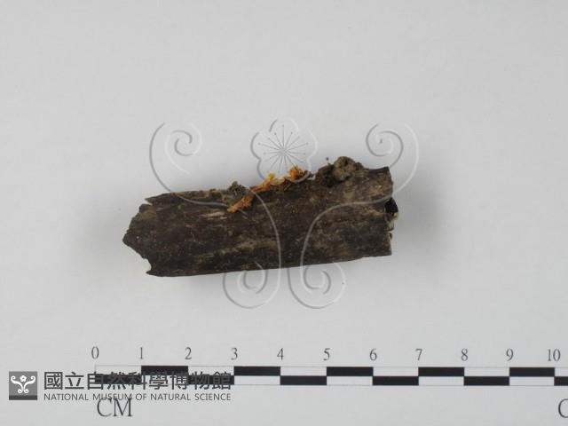 登錄號:F0010878藏品圖，第1張