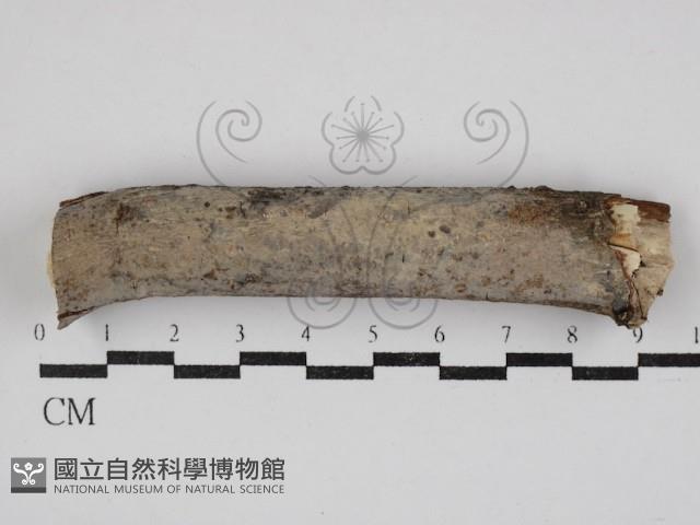 刺皮菌屬藏品圖，第1張
