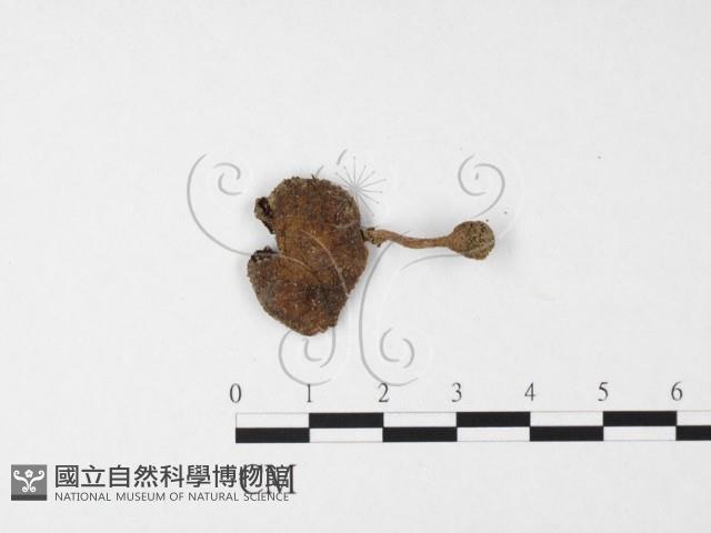 登錄號:F0026878藏品圖，第1張