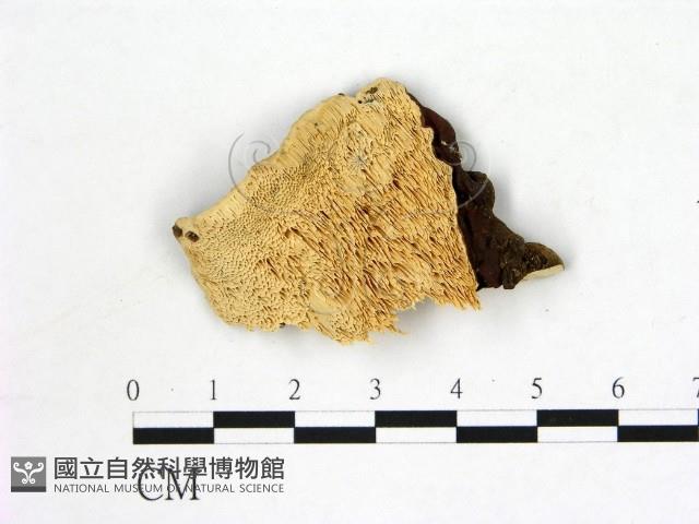 登錄號:F0006878藏品圖，第1張