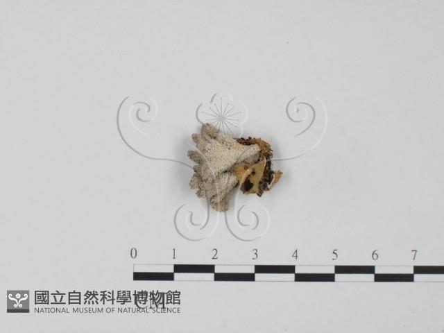 裂褶菌藏品圖，第1張