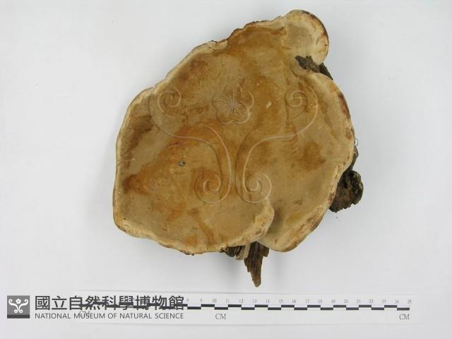 松生擬層孔菌藏品圖，第1張