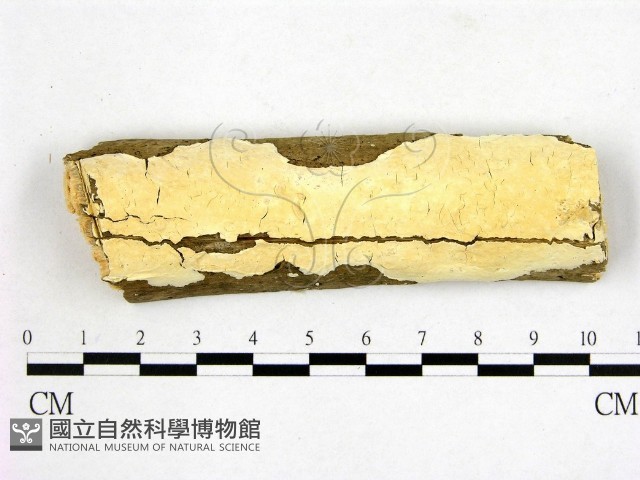 顯絲菌屬藏品圖，第1張