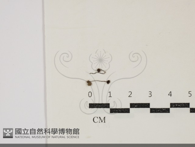 登錄號:F0034878藏品圖，第1張