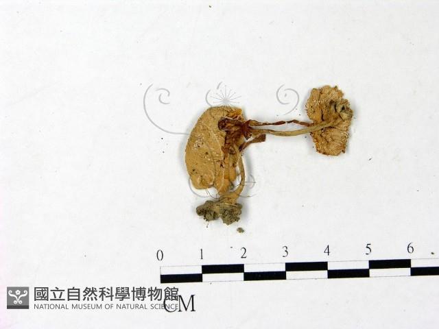 登錄號:F0022878藏品圖，第1張