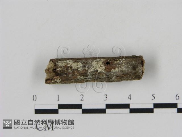 冇骨消絲齒菌藏品圖，第1張