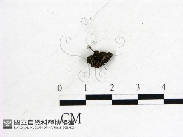 登錄號:F0012878藏品圖，第1張