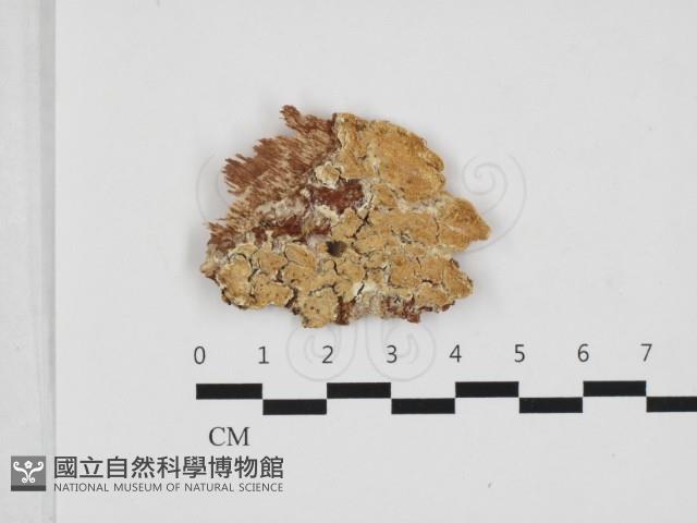 登錄號:F0032878藏品圖，第1張