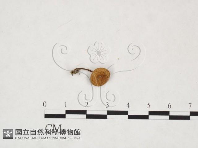 登錄號:F0025878藏品圖，第1張