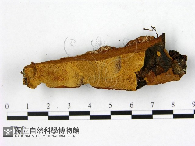 登錄號:F0005878藏品圖，第1張