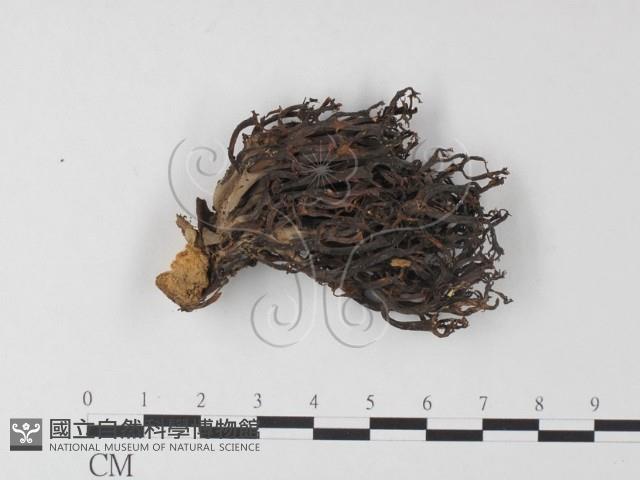 登錄號:F0015878藏品圖，第1張