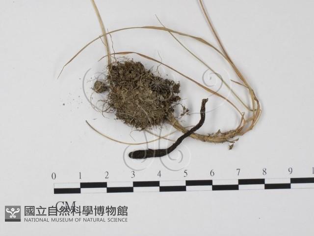 登錄號:F0009878藏品圖，第1張