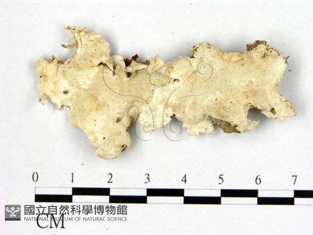 登錄號:F0019878藏品圖，第1張
