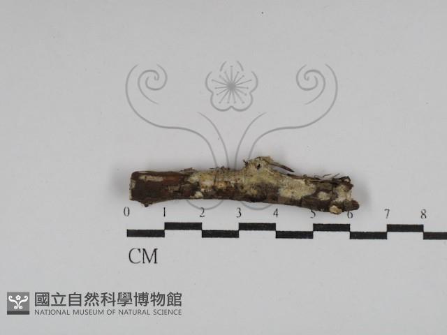 叉絲革菌屬藏品圖，第1張