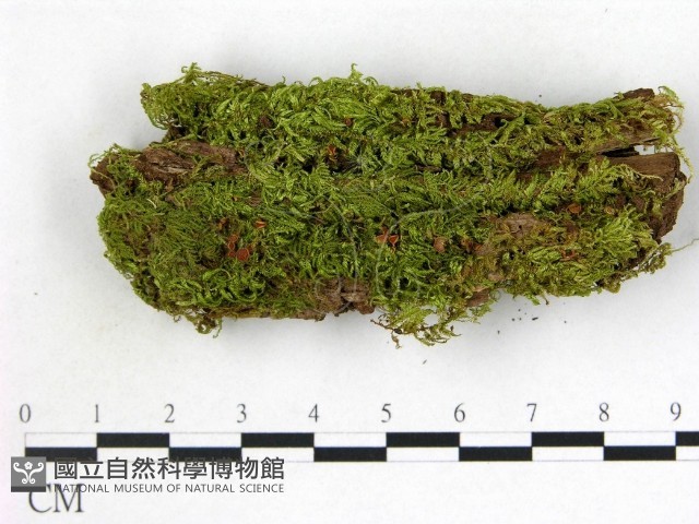 登錄號:F0013878藏品圖，第1張