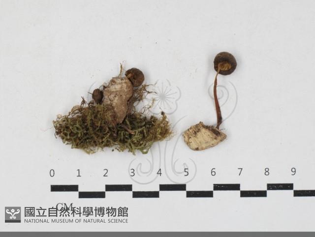 登錄號:F0033878藏品圖，第1張