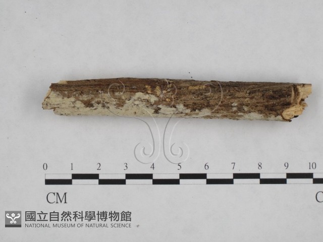 登錄號:F0008978藏品圖，第1張