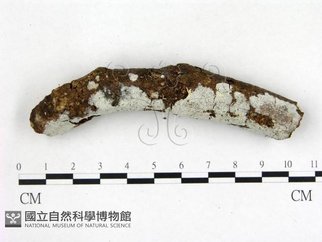 登錄號:F0020978藏品圖，第1張