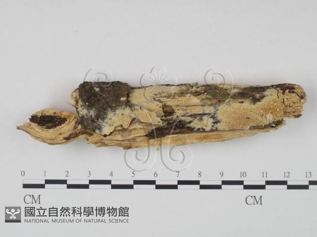登錄號:F0000978藏品圖，第1張