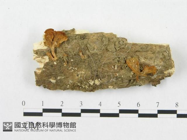 登錄號:F0010978藏品圖，第1張