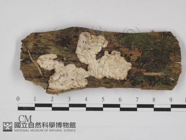 登錄號:F0030978藏品圖，第1張