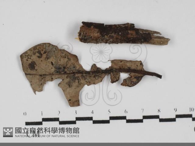 登錄號:F0031978藏品圖，第1張