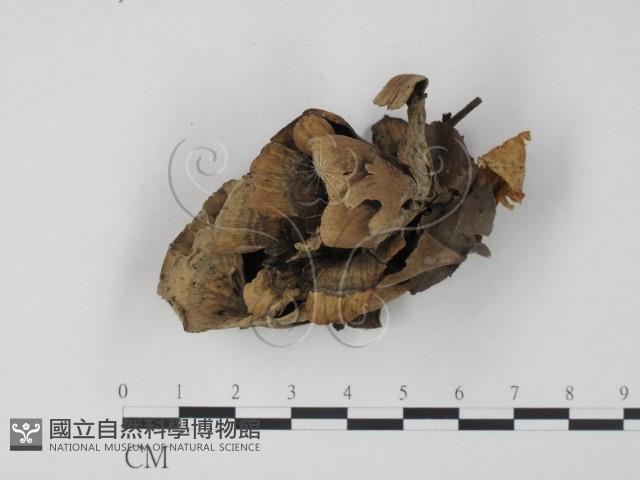 棕色革菌藏品圖，第1張