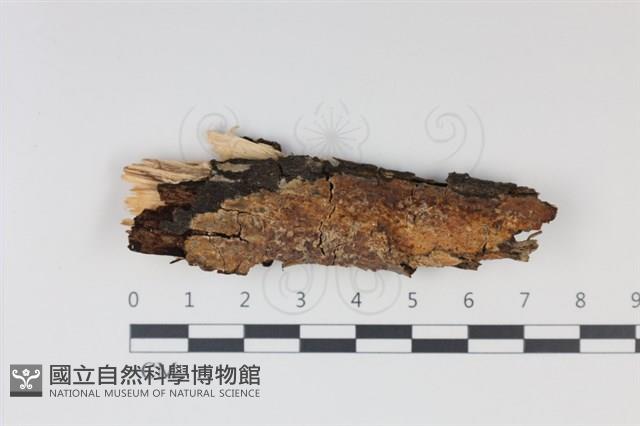 登錄號:F0034978藏品圖，第1張