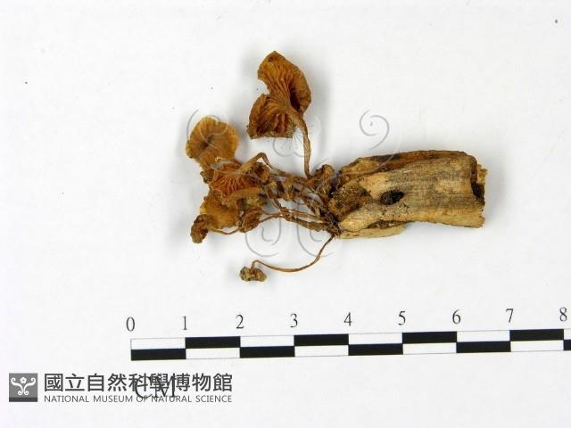 登錄號:F0022978藏品圖，第1張