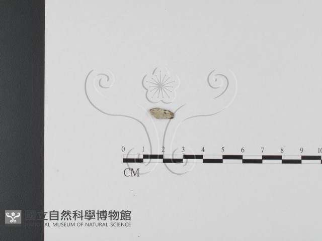 登錄號:F0002978藏品圖，第1張