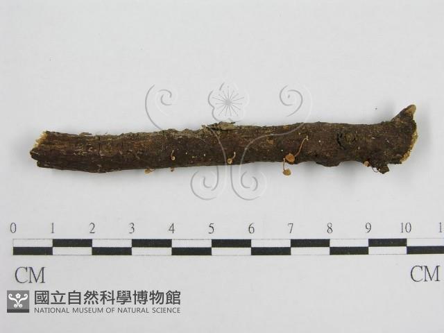 微皮傘屬藏品圖，第1張