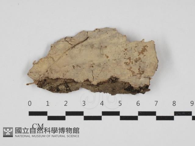 館號:F0032978藏品圖，第1張