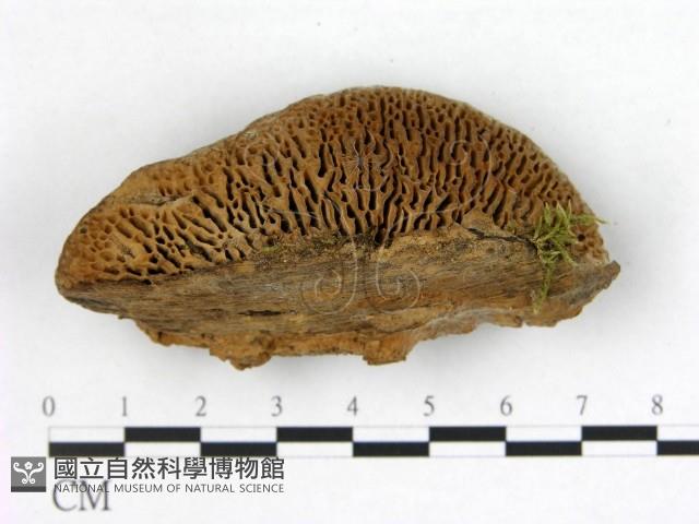 登錄號:F0005978藏品圖，第1張