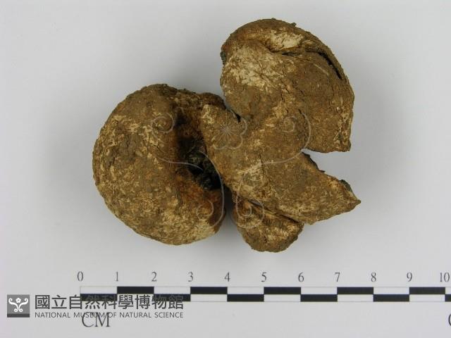 登錄號:F0015978藏品圖，第1張