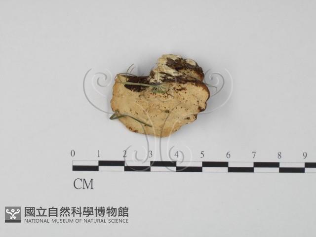登錄號:F0019978藏品圖，第1張