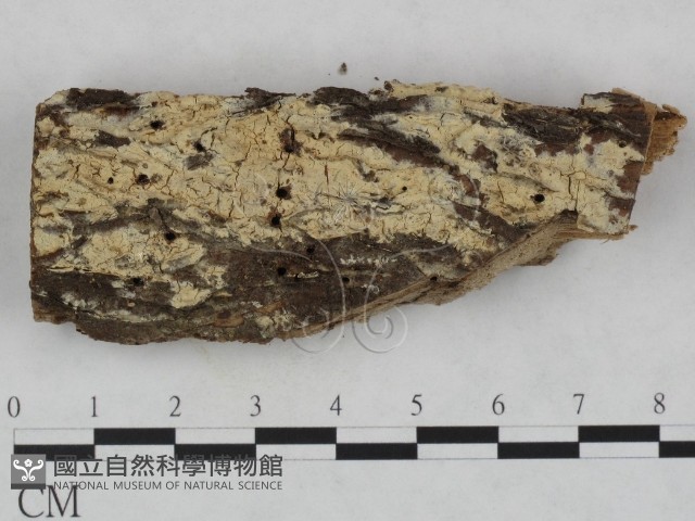 登錄號:F0023978藏品圖，第1張