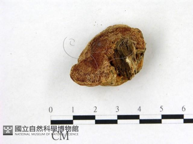 登錄號:F0013978藏品圖，第1張