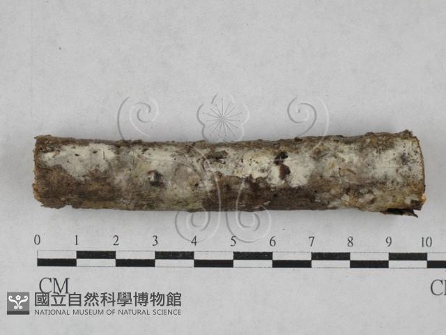 登錄號:F0028678藏品圖，第1張