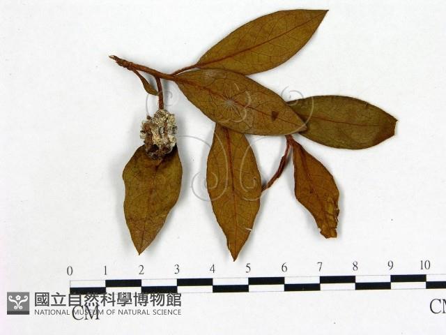 登錄號:F0020678藏品圖，第1張