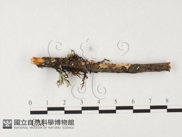 盤革菌屬藏品圖，第1張