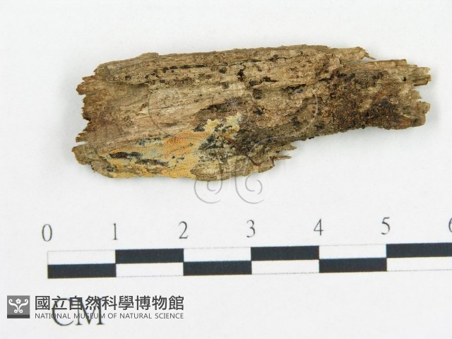 登錄號:F0006678藏品圖，第1張