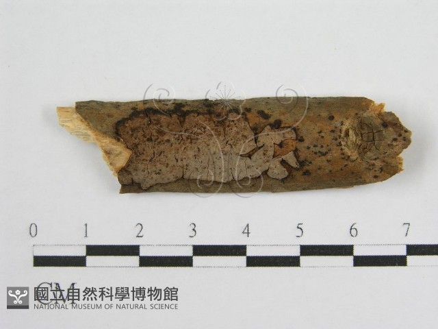 登錄號:F0016678藏品圖，第1張