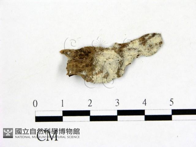 冇骨消絲齒菌藏品圖，第1張