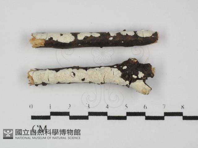 登錄號:F0031678藏品圖，第1張